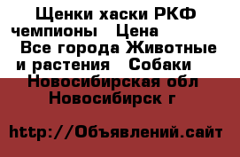 Щенки хаски РКФ чемпионы › Цена ­ 90 000 - Все города Животные и растения » Собаки   . Новосибирская обл.,Новосибирск г.